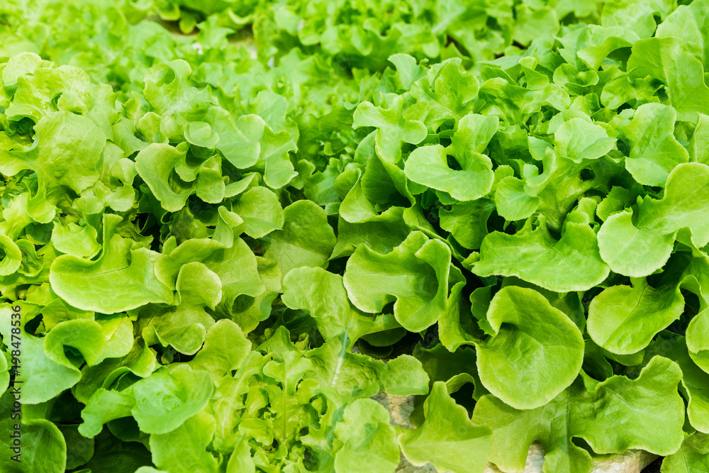 Young vegetables growing on water tray in control system, hydroponics Young vegetables growing on water tray in control system, hydroponics