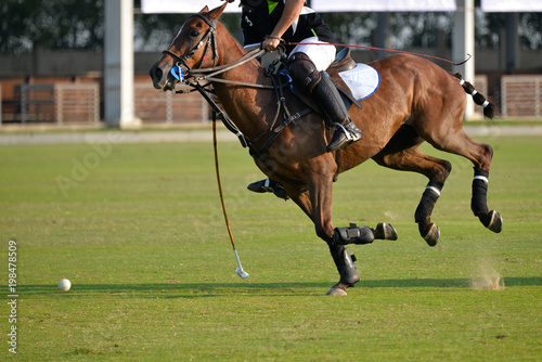  Player using a Mallet hit a Polo ball in match.