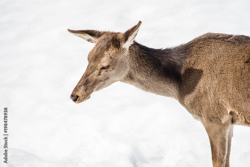 Female deer head and shoulders isolated on white snow Female deer head and shoulders isolated on white snow