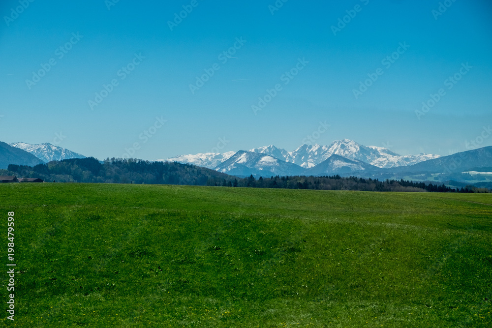 Fototapeta premium Green meadow