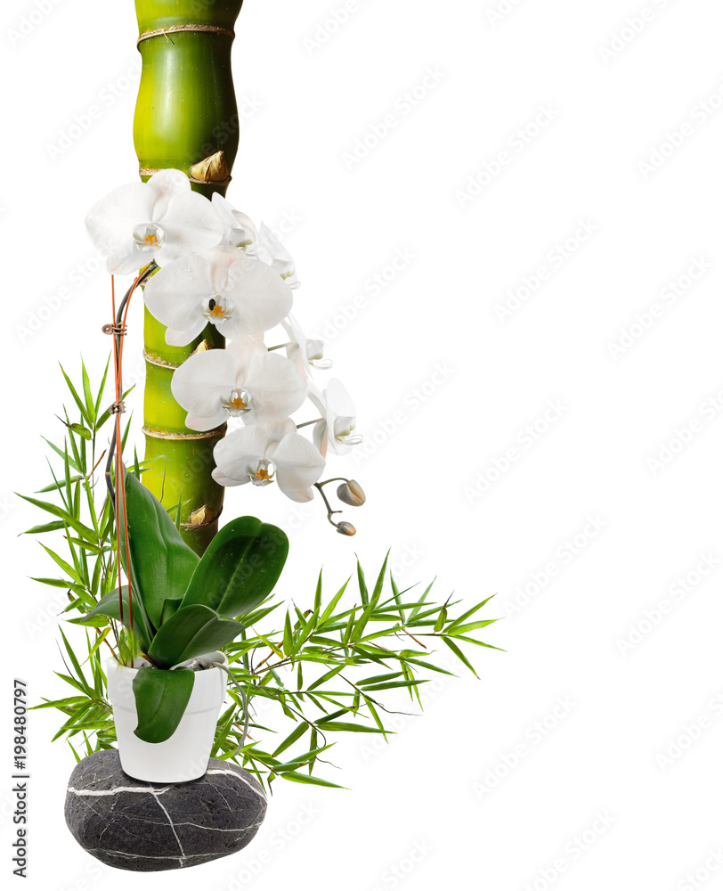 bambou ventre de Bouddha et orchidée blanche Stock Photo | Adobe Stock