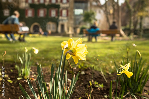 Park mit Osterglocken Narcissus pseudonarcissus im Vordergrund im Museumsgarten in Reutlingen.