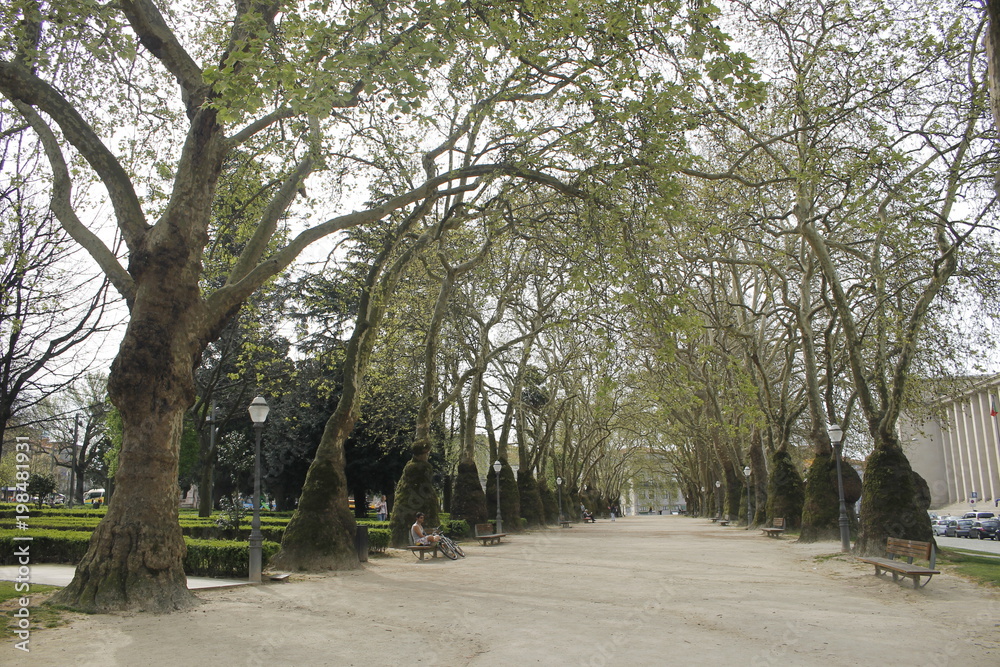 Naklejka premium Trees walkthrough