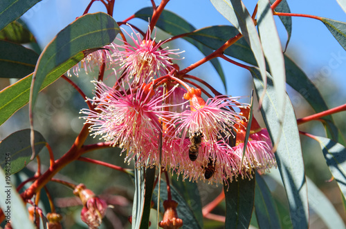 Eucalyptus flowers on close-up branch photo