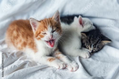 three cute kittens © Volodymyr Shevchuk