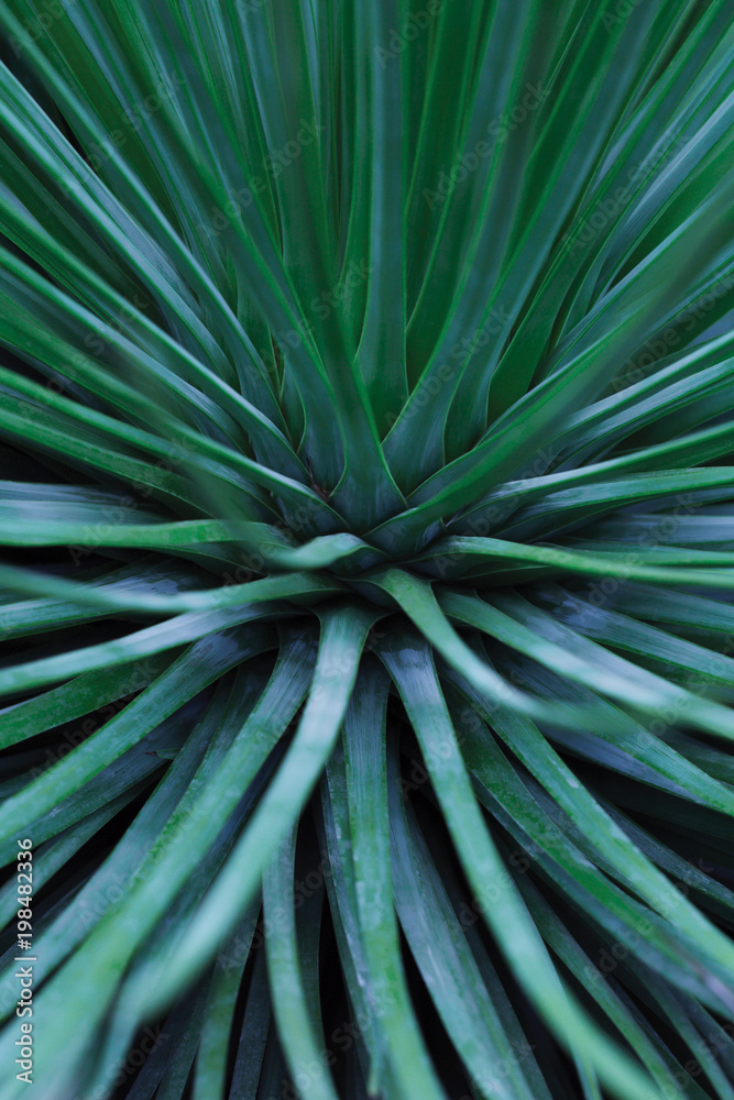 Fototapeta premium plant nature shakes our perception of the world