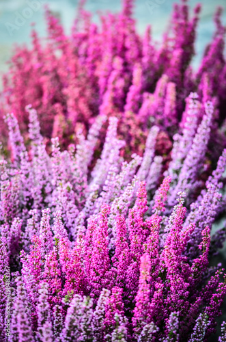 summer flowers close up view