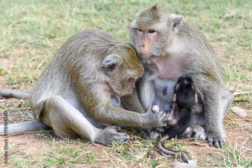 Baby monkey suckling milk from his mother