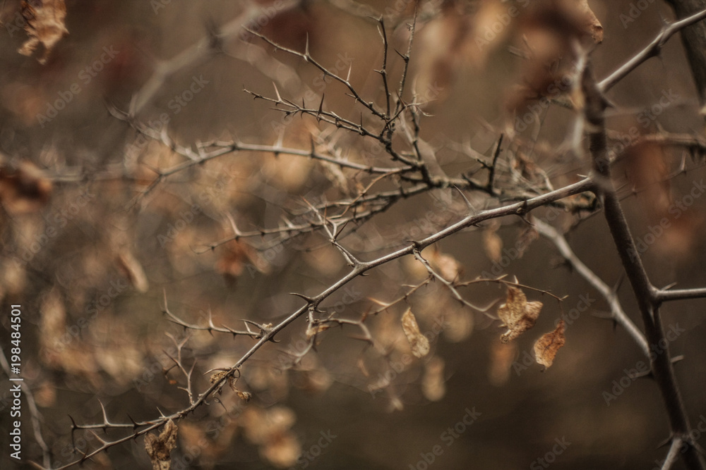 grey branch with old leaves grey branch with old leaves