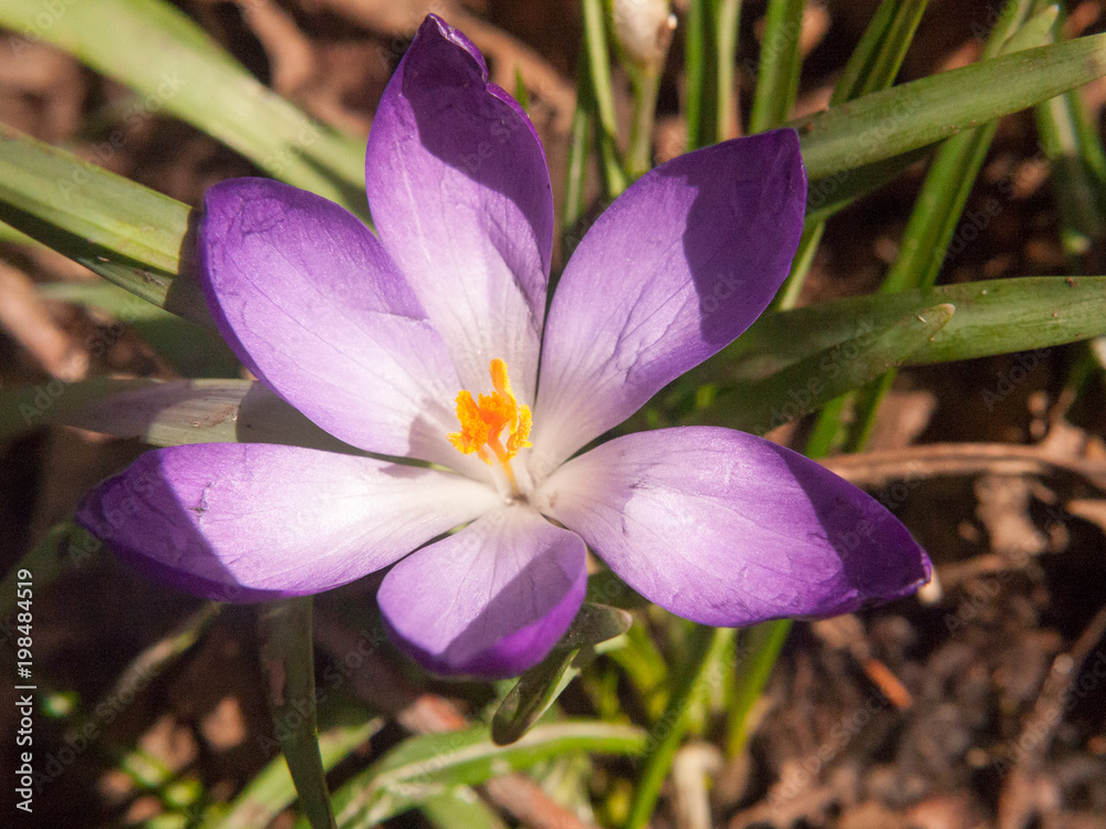 beautiful purple and orange crocus flower forest floor spring close up macro detail inside beautiful purple and orange crocus flower forest floor spring close up macro detail inside