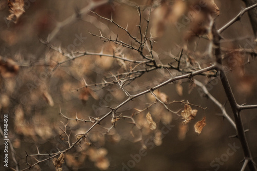 grey branch with old leaves