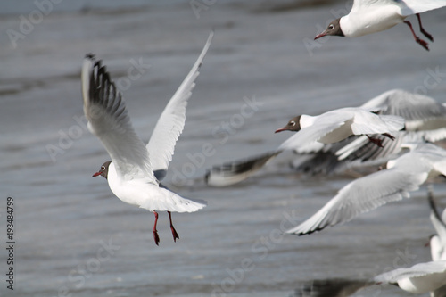 Group of flying black-headed gulls or Chroicocephalus ridibundus