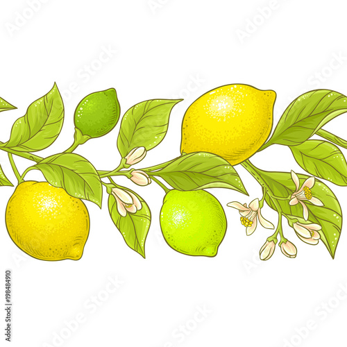 lemon branch vector pattern