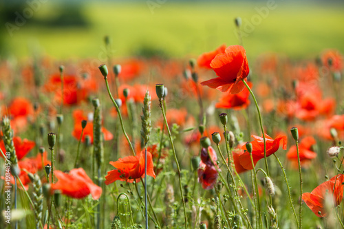 wonderful poppy field in late may © bartoshd