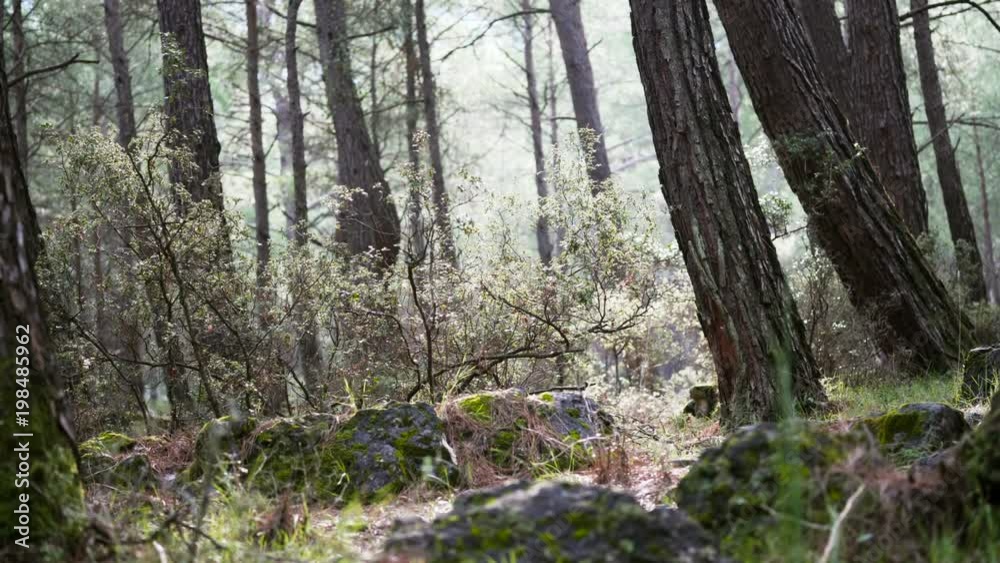 Slowly moving across a thick forest at sunrise in Spring