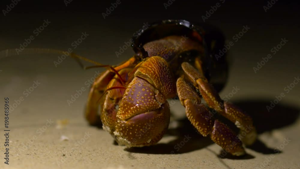 Funny Situation. Big Adult Hermit Crab Obtained New Home in Broken Glass Bottle. Ecological Sample of the Global Litter Funny Situation. Big Adult Hermit Crab Obtained New Home in Broken Glass Bottle. Ecological Sample of the Global Litter