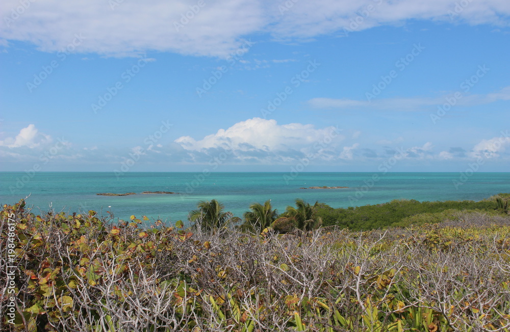 Vegetation on the island of Contoy/ Mexico Vegetation on the island of Contoy/ Mexico