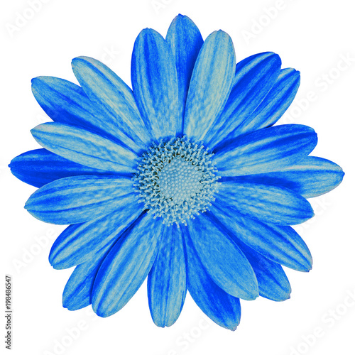 Garden flower blue daisy isolated on white background. Close-up. Macro. Element of design.