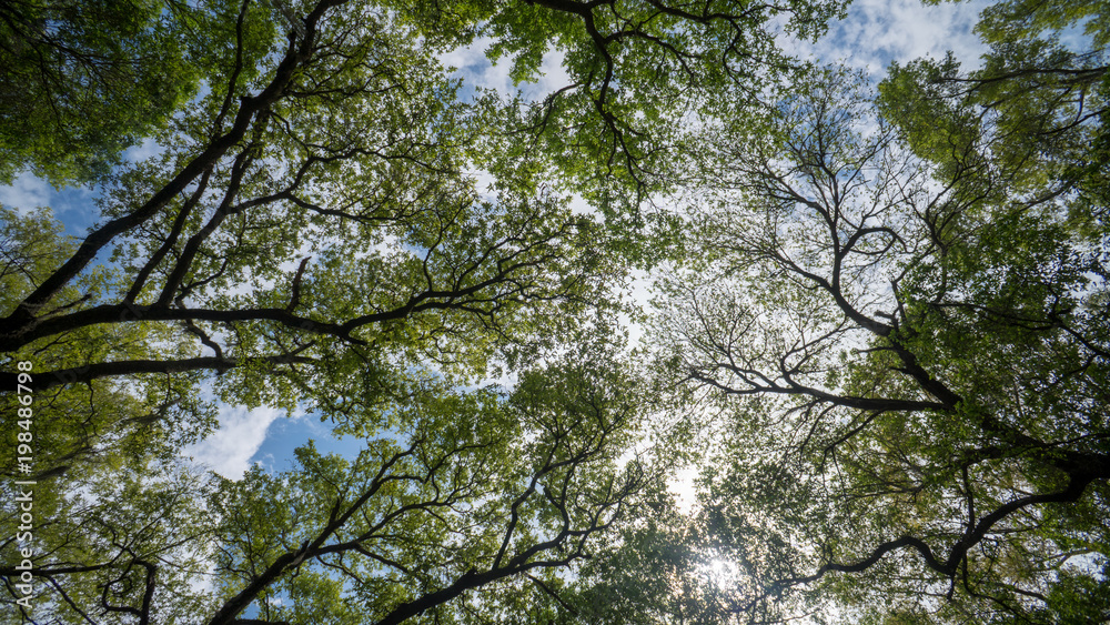 Trees in the sky Trees in the sky