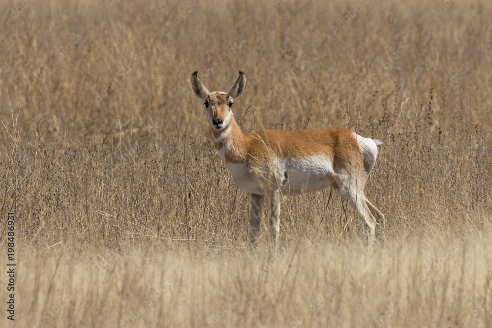 Obraz premium Pronghorn Antelope Buck on the Prairie