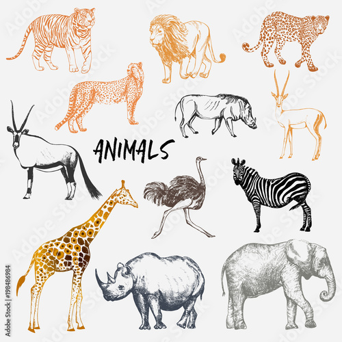 Big set of hand drawn sketch style African animals with tiger isolated on white background. Vector illustration.