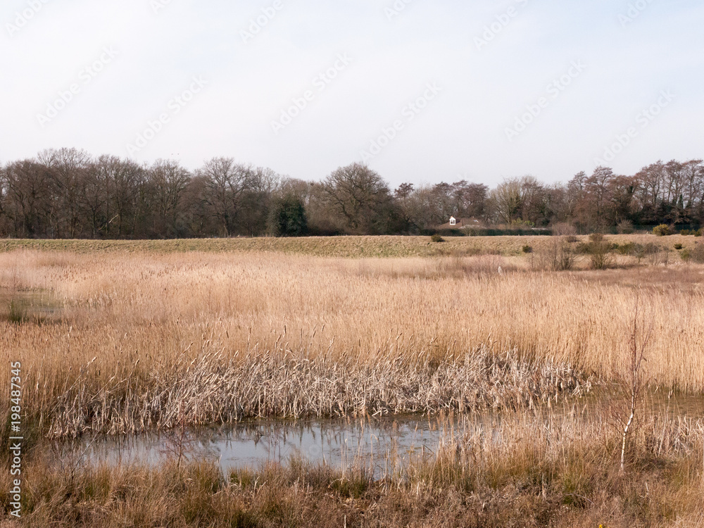close up view of lake golden reeds nature landscape reserve
