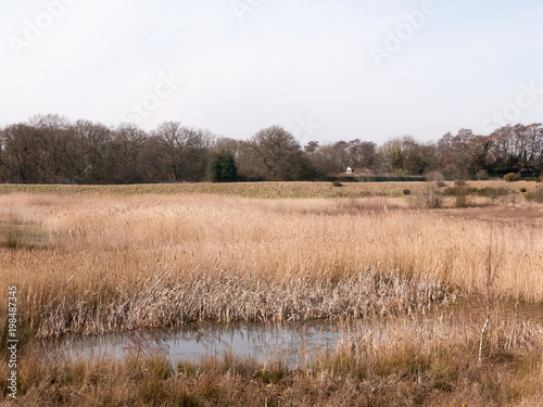 close up view of lake golden reeds nature landscape reserve