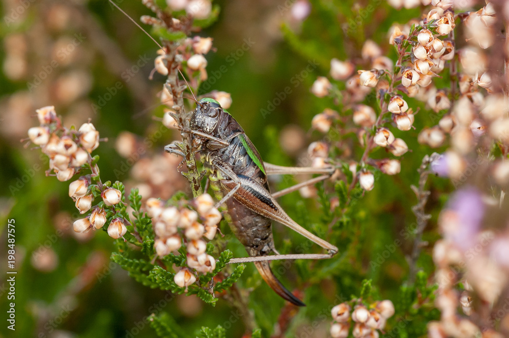 Female Bog Bush-cricket (Metrioptera brachyptera) on heather (Calluna vulgaris) Female Bog Bush-cricket (Metrioptera brachyptera) on heather (Calluna vulgaris)