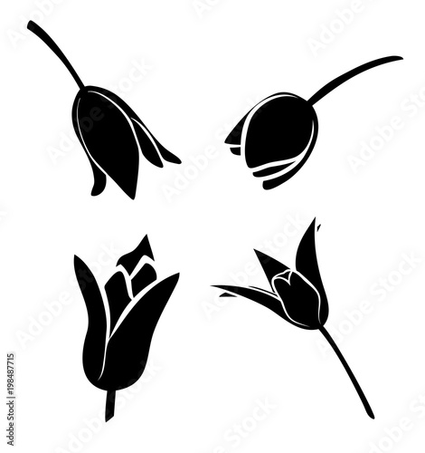 Vector illustration, set of four tulip flower silhouettes in black and white colors