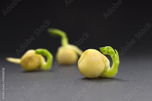 A photo of green pea sprouts ready for seedling. Pea seed germination. Spring background.
