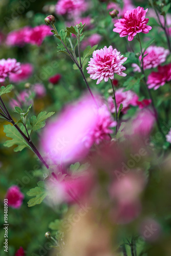 Summer flowers outdoor. Pink flowers in green grass. Garden