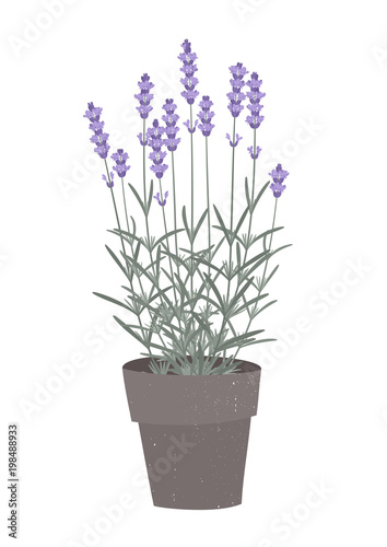 Vector illustration of a lavender in a flowerpot