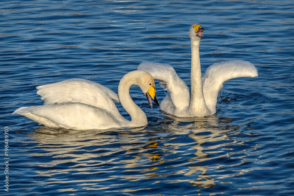Naklejka premium swans lake sing couple birds