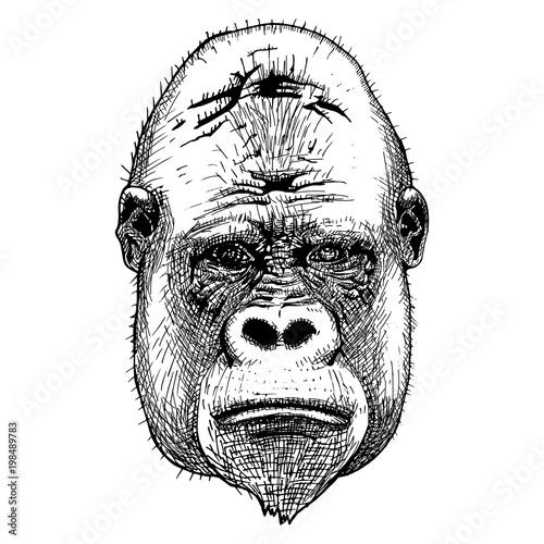 Gorilla portrait. Detailed hand drawn style.