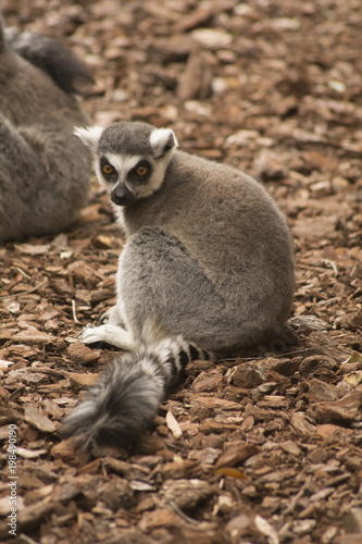 lemur in nature