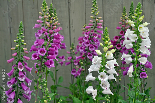 Purple and white foxglove flowers