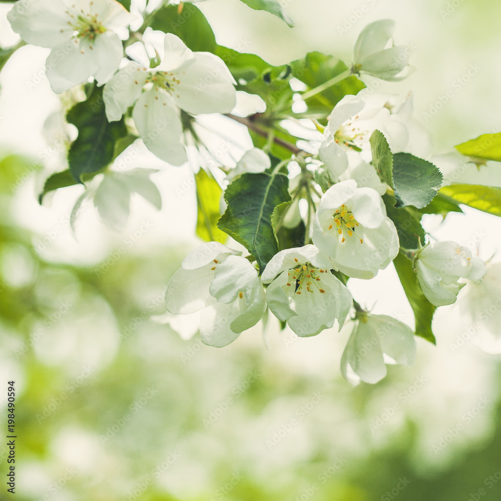 Spring Apple Flowers, Green Leaves and Abstract Bokeh Light on Floral Health Background