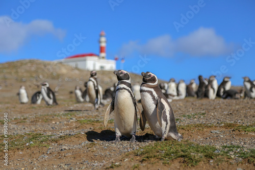 Pair of Magellanic penguins with lighthouse in background on Magdalena island, Chile 