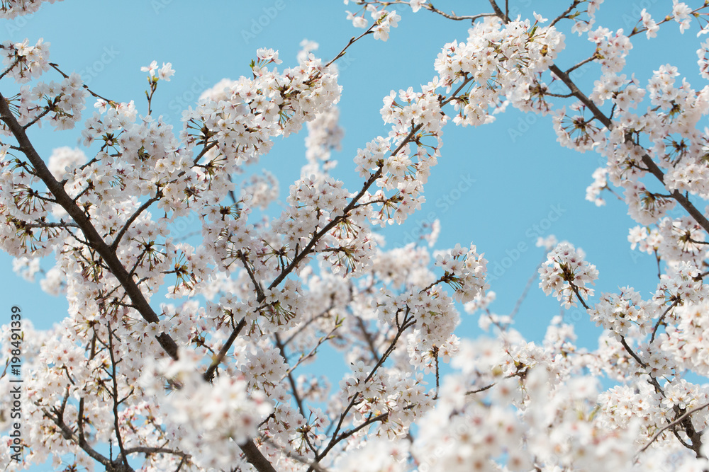 白い桜と青
