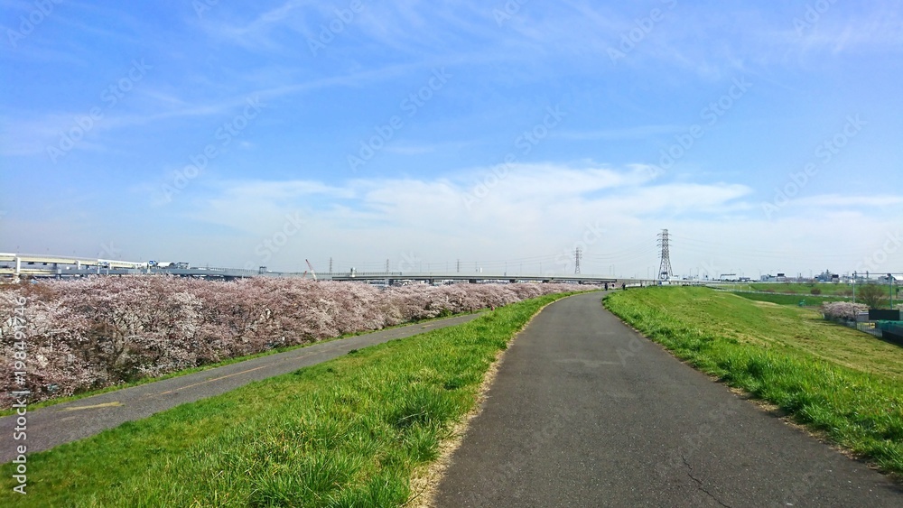 桜並木と散歩道