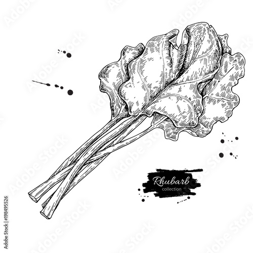 Rhubarb vector drawing set. Isolated hand drawn  sliced piece an photo