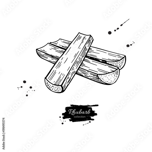 Obraz na płótnie Rhubarb vector drawing set. Isolated hand drawn sliced pieces.