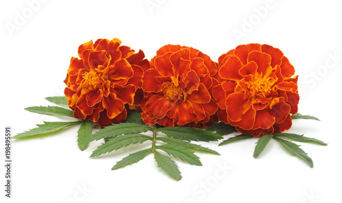 Three orange flowers.