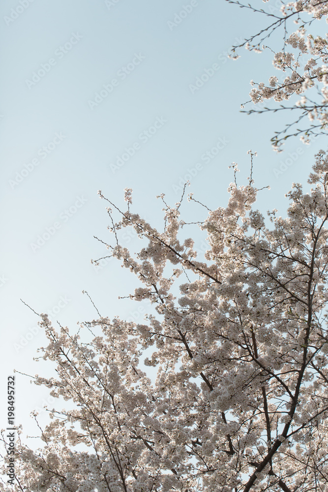 桜と青空 桜と青空