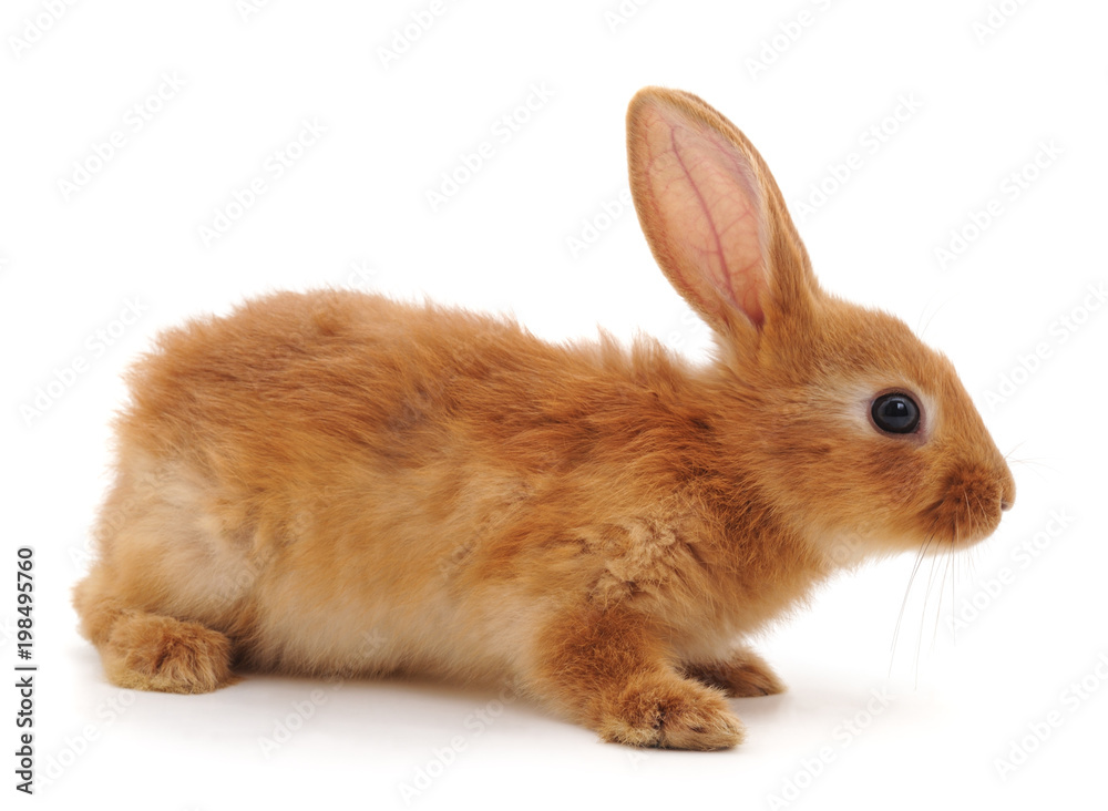 Obraz premium One red rabbit.