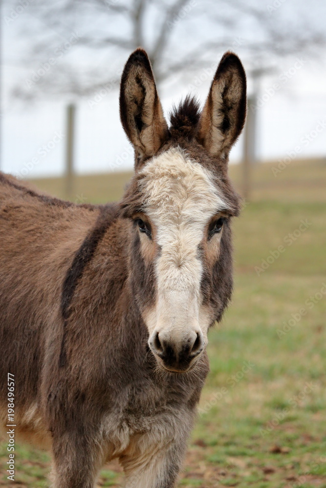 A miniature donkey with a white face and perked up ears.