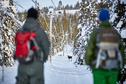 Meeting with a stranger. Winter season forest landscape with two person and young moose in the middle of the road.