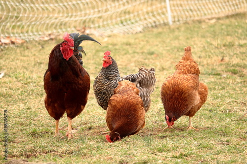 Photo A rooster and three of his hens on pasture grass.
