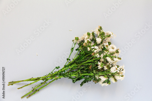 Fototapeta Naklejka Na Ścianę i Meble -  wilted bouquet of white chrysanthemums