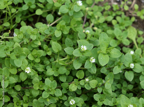 Chickweed ,Stellaria media in the garden. The plants are annual and with weak slender stems, they reach a length up to 40 cm. photo